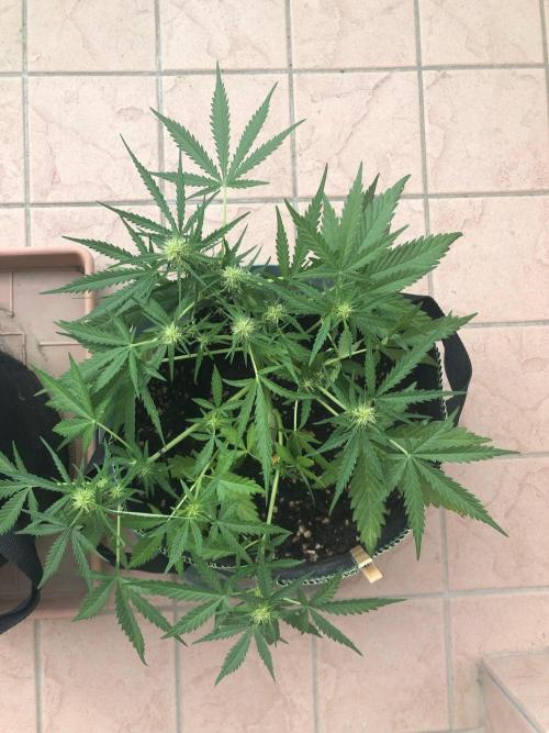 Freebie Seed. Week 6 - Day 47