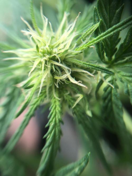 Freebie Seed. Week 6 - Day 47