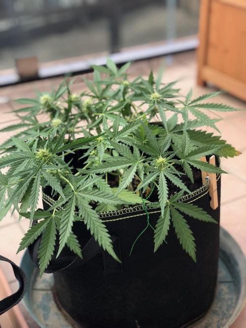 Freebie Seed. Week 6 - Day 47
