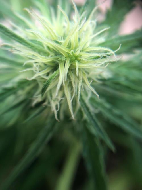 Freebie Seed. Week 6 - Day 47