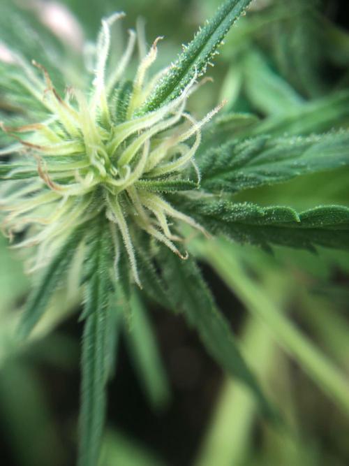 Freebie Seed. Week 6 - Day 47