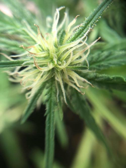 Freebie Seed. Week 6 - Day 47