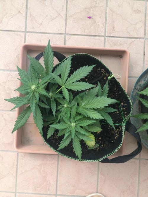 Final Primitiae Genetics Seed. Week 6 - Day 47