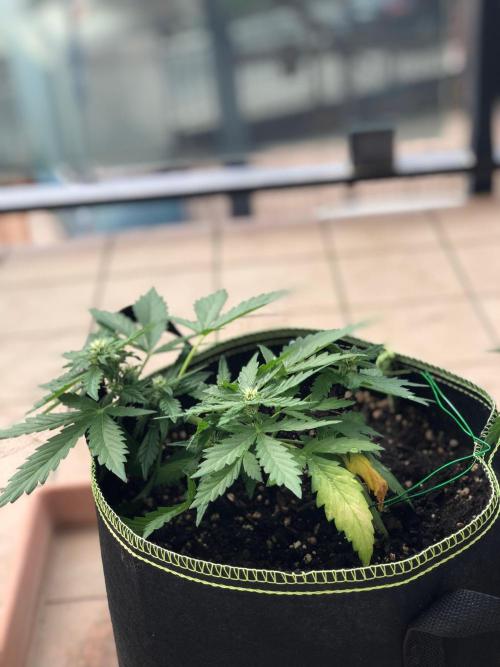 Final Primitiae Genetics Seed. Week 6 - Day 47