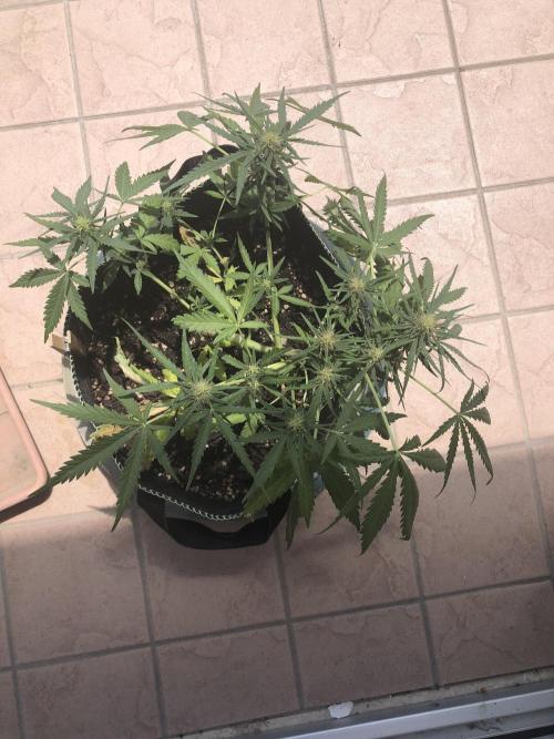 Freebie Seed. Week 7