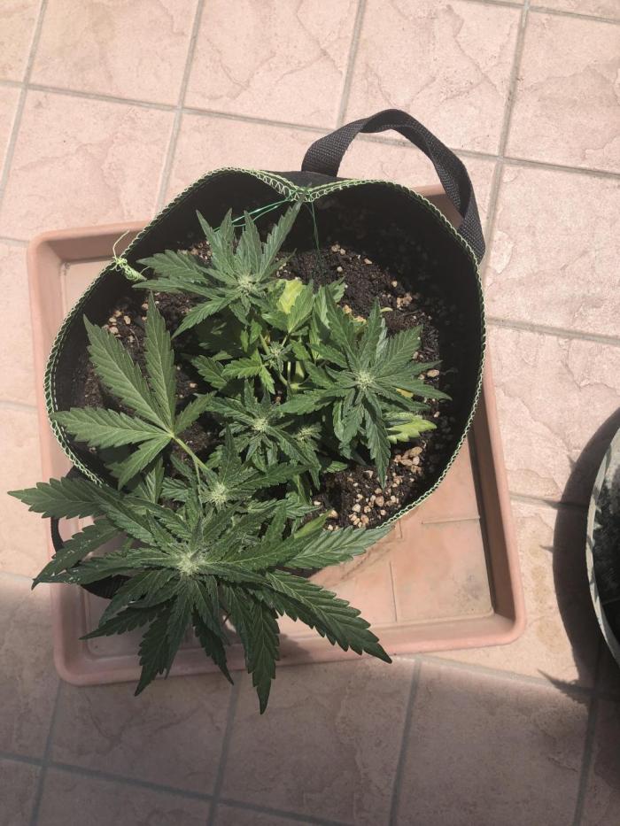 Final Primitiae Genetics Seed. Week 7