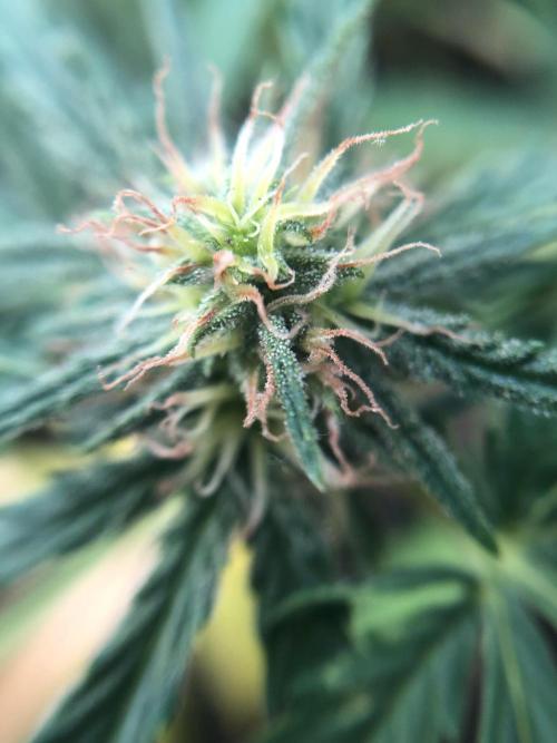 Freebie Seed. Week 7