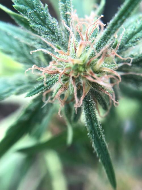 Freebie Seed. Week 7