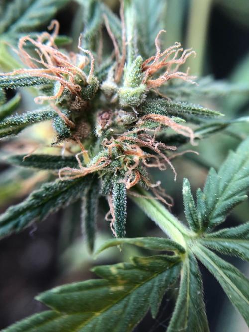 Freebie Seed. Week 8