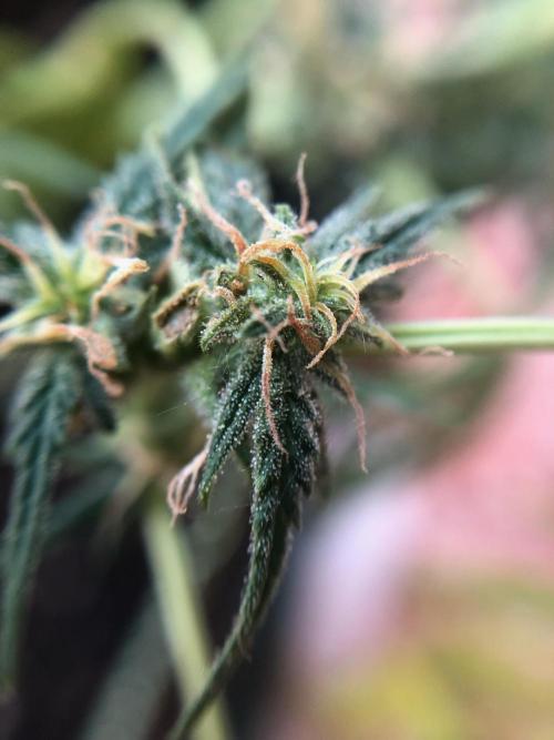Freebie Seed. Week 8