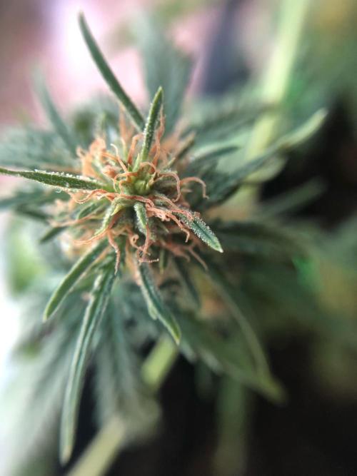 Freebie Seed. Week 8