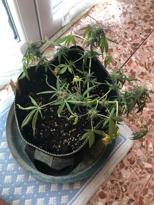 Freebie Seed. Week 8