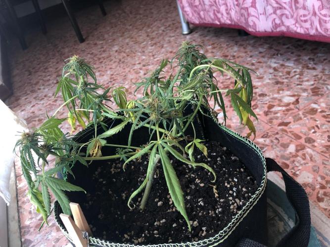 Cream Mandarine XL Auto®. Week 8