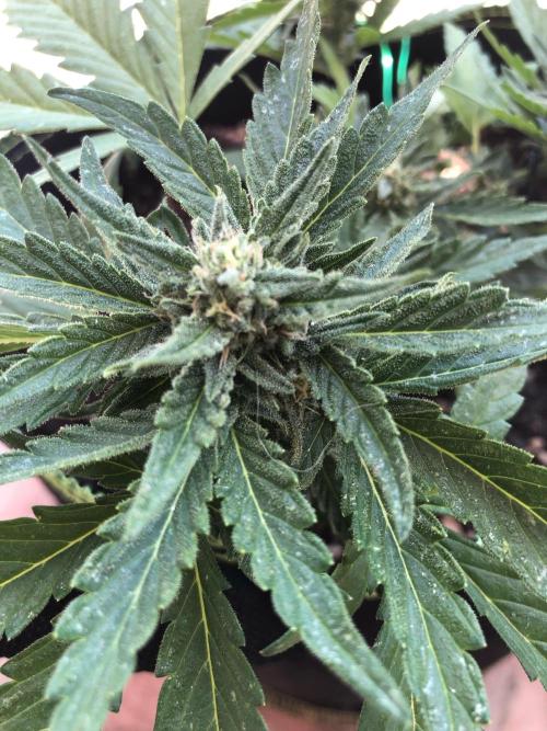 Final Primitiae Genetics Seed. Week 8