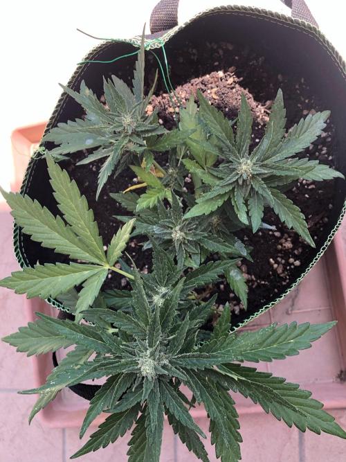 Final Primitiae Genetics Seed. Week 8