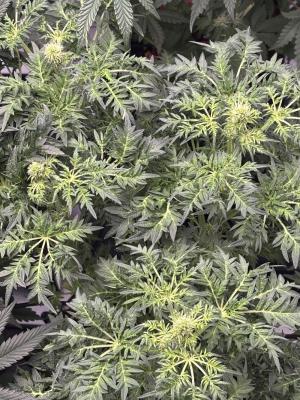 Comment by 420_NBG_1312 photo #1