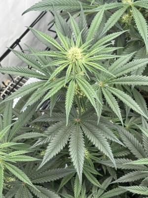 Comment by 420_NBG_1312 photo #2