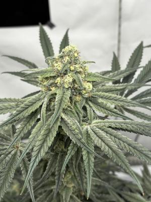 Comment by 420_NBG_1312 photo #1