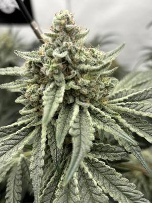 Comment by 420_NBG_1312 photo #2