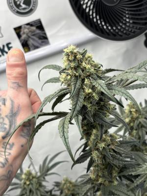 Comment by 420_NBG_1312 photo #4