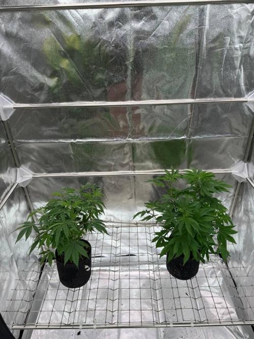 Peanut Butter Lime REG. Week 6