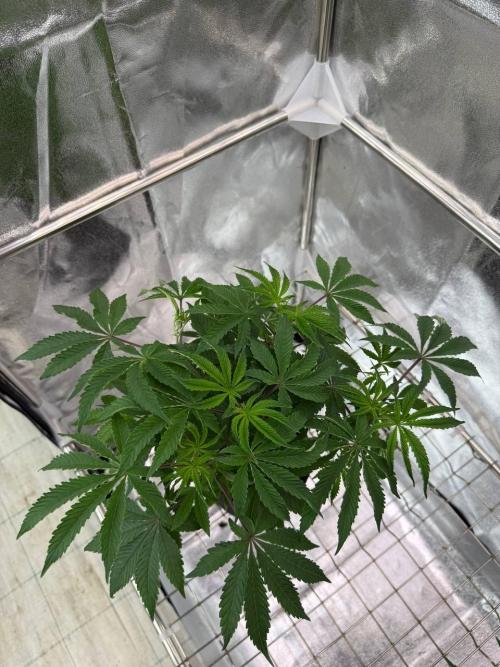 Peanut Butter Lime REG. Week 6