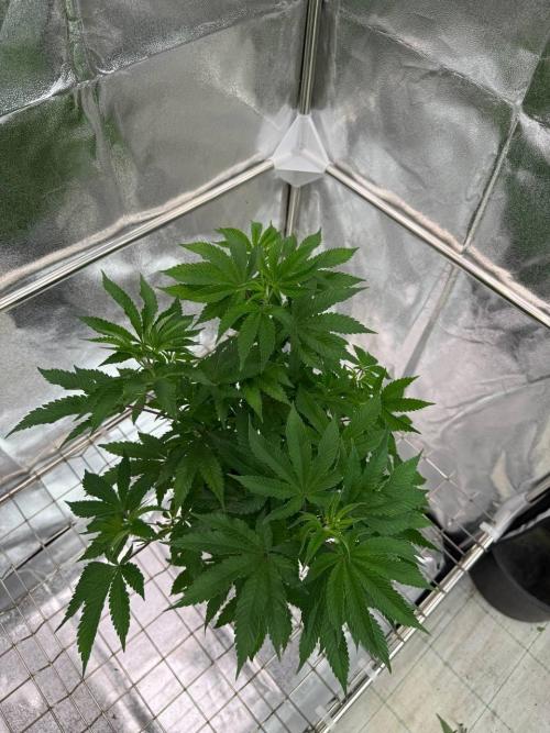 Peanut Butter Lime REG. Week 6