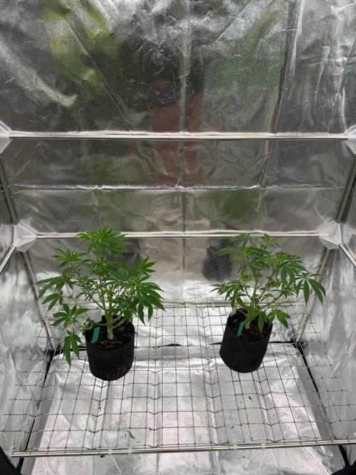 Peanut Butter Lime REG. Week 6