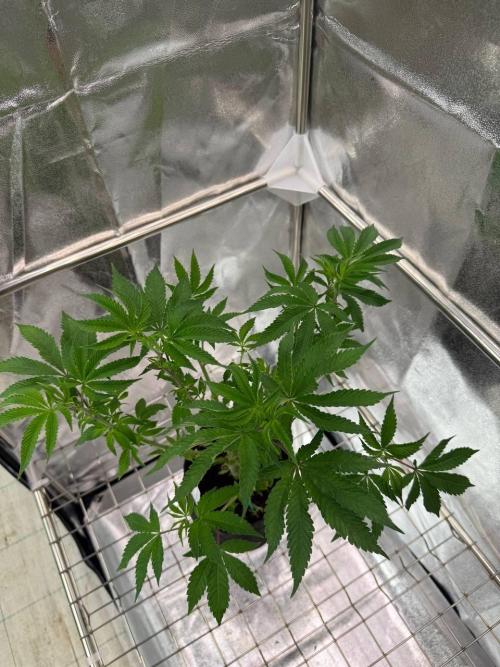 Peanut Butter Lime REG. Week 6