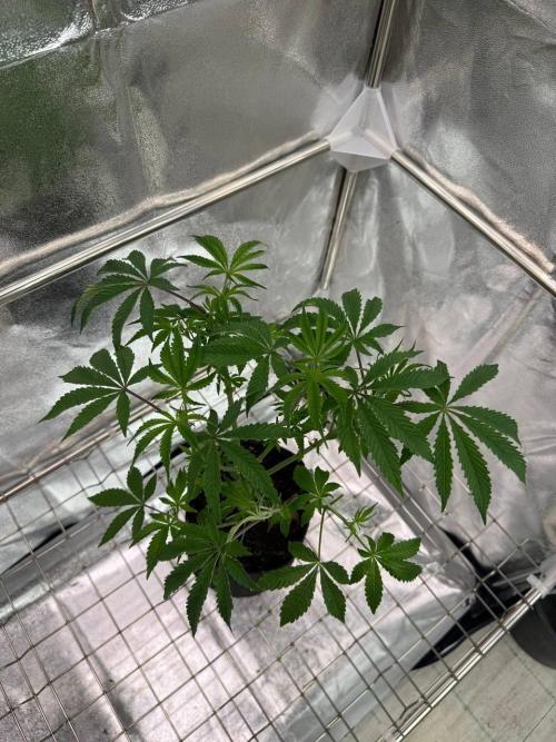 Peanut Butter Lime REG. Week 6