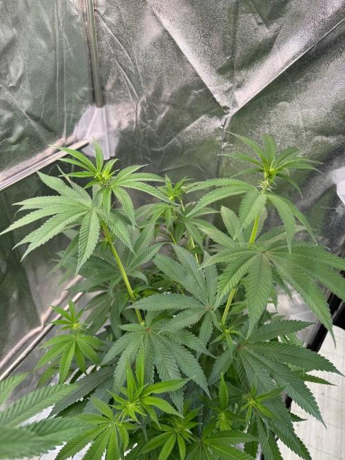Zodaza. Week 12