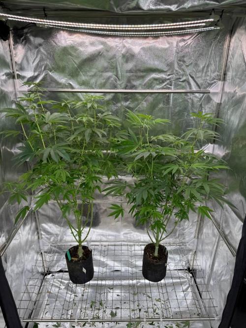 Purple Limeade. Week 12