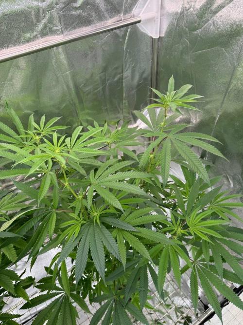 Purple Limeade. Week 12