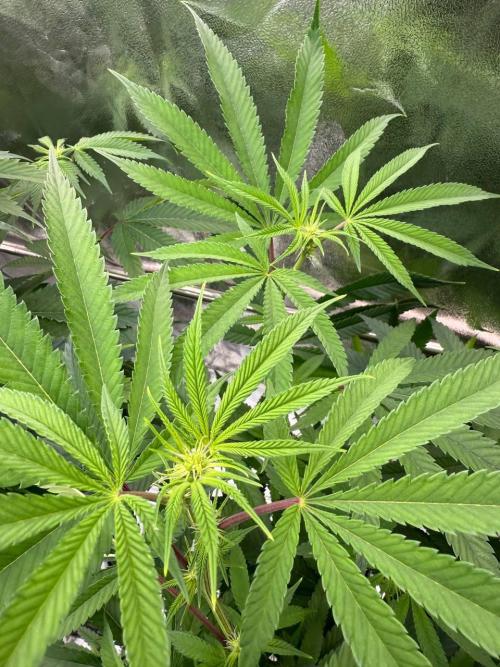 Purple Limeade. Week 12