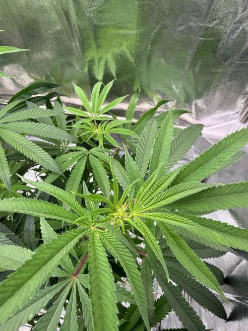 Purple Limeade. Week 12