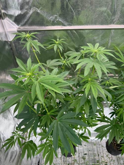 Purple Limeade. Week 12