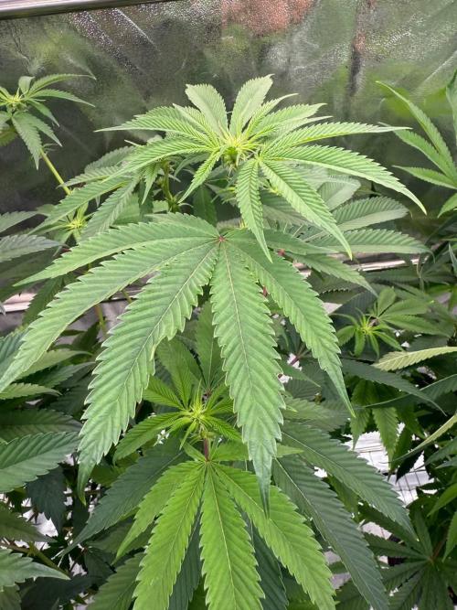 Purple Limeade. Week 12