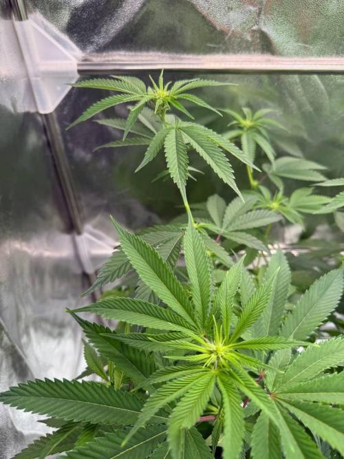 Purple Limeade. Week 12