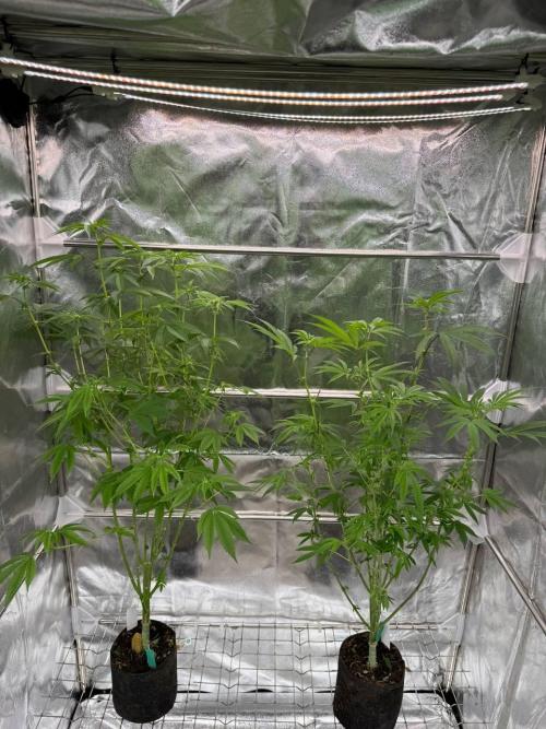 Purple Limeade. Week 12