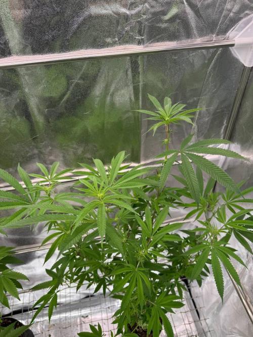 Purple Limeade. Week 12