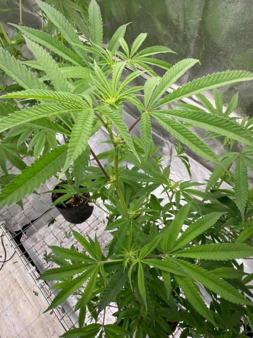 Purple Limeade. Week 12