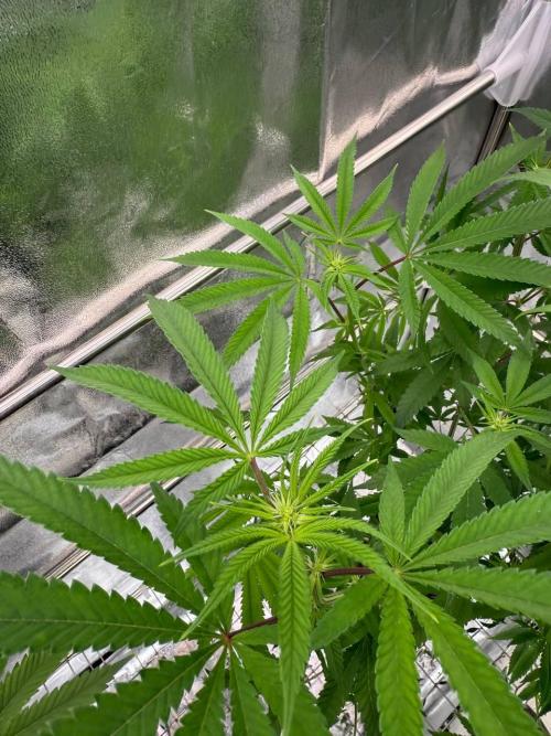 Purple Limeade. Week 12