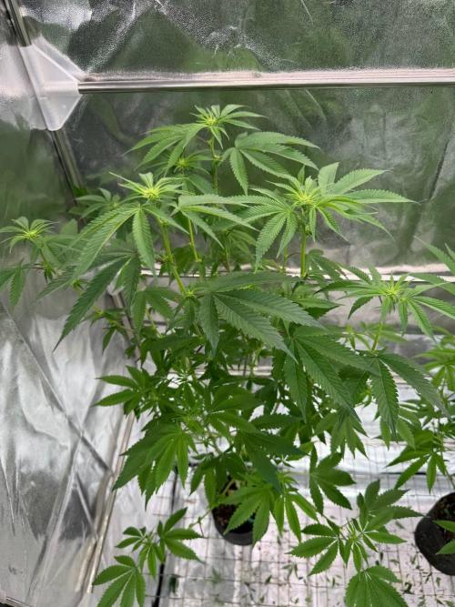 Purple Limeade. Week 12