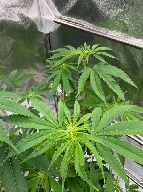 Purple Limeade. Week 12