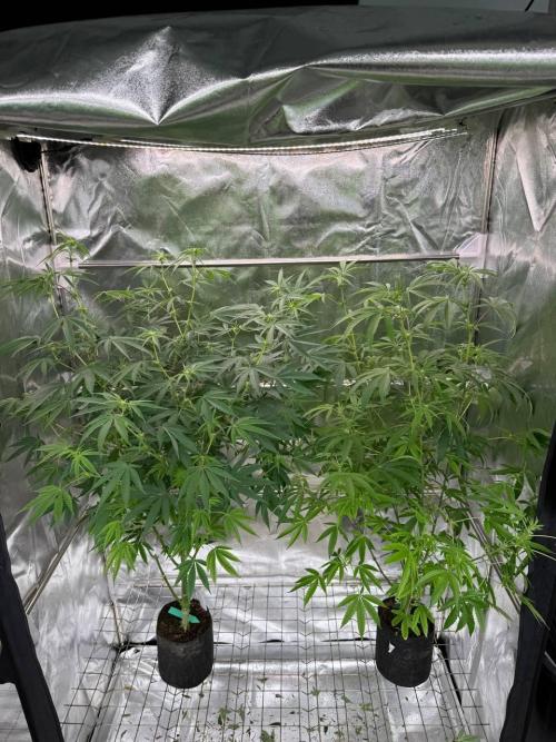 4Z #6 x ZURU. Week 12