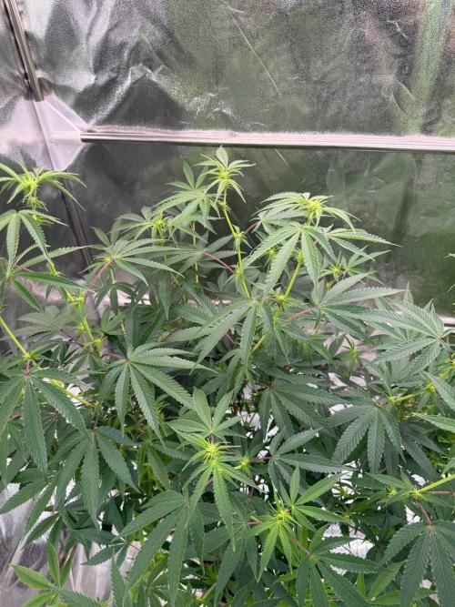 4Z #6 x ZURU. Week 12