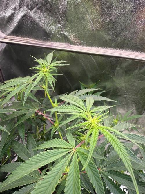 4Z #6 x ZURU. Week 12