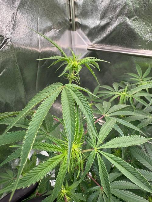 4Z #6 x ZURU. Week 12