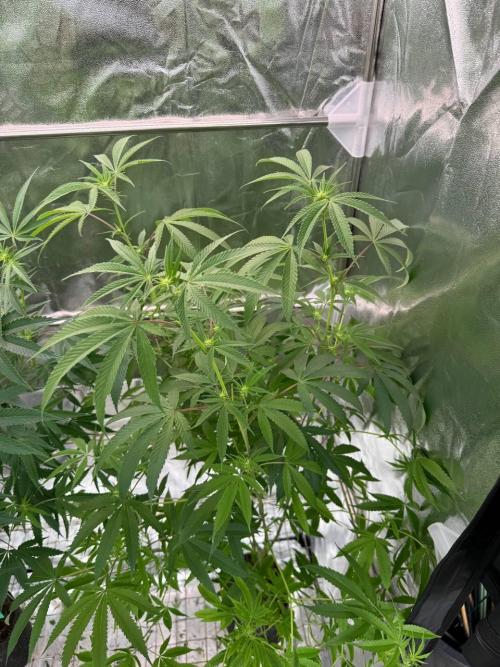 4Z #6 x ZURU. Week 12