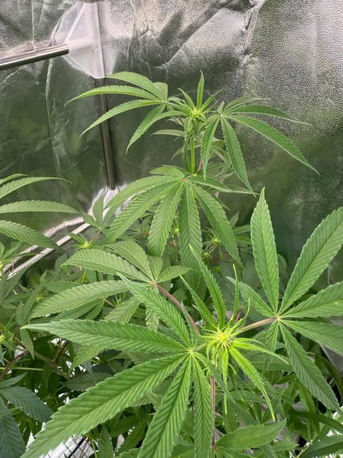 4Z #6 x ZURU. Week 12